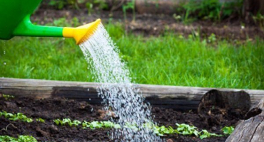 Jak správně zalévat hrášek?